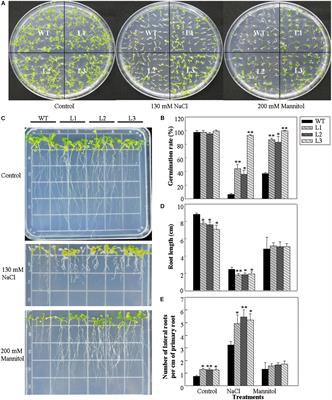 The Grape VlWRKY3 Gene Promotes <mark class="highlighted">Abiotic and Biotic Stress</mark> Tolerance in Transgenic Arabidopsis thaliana
